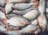 How To Clean A Tilapia Fish